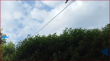 رقصة الطيور في نوفمبر تعكس تناسق الطبيعة وتواصل الإيمان البشري مع الخلق